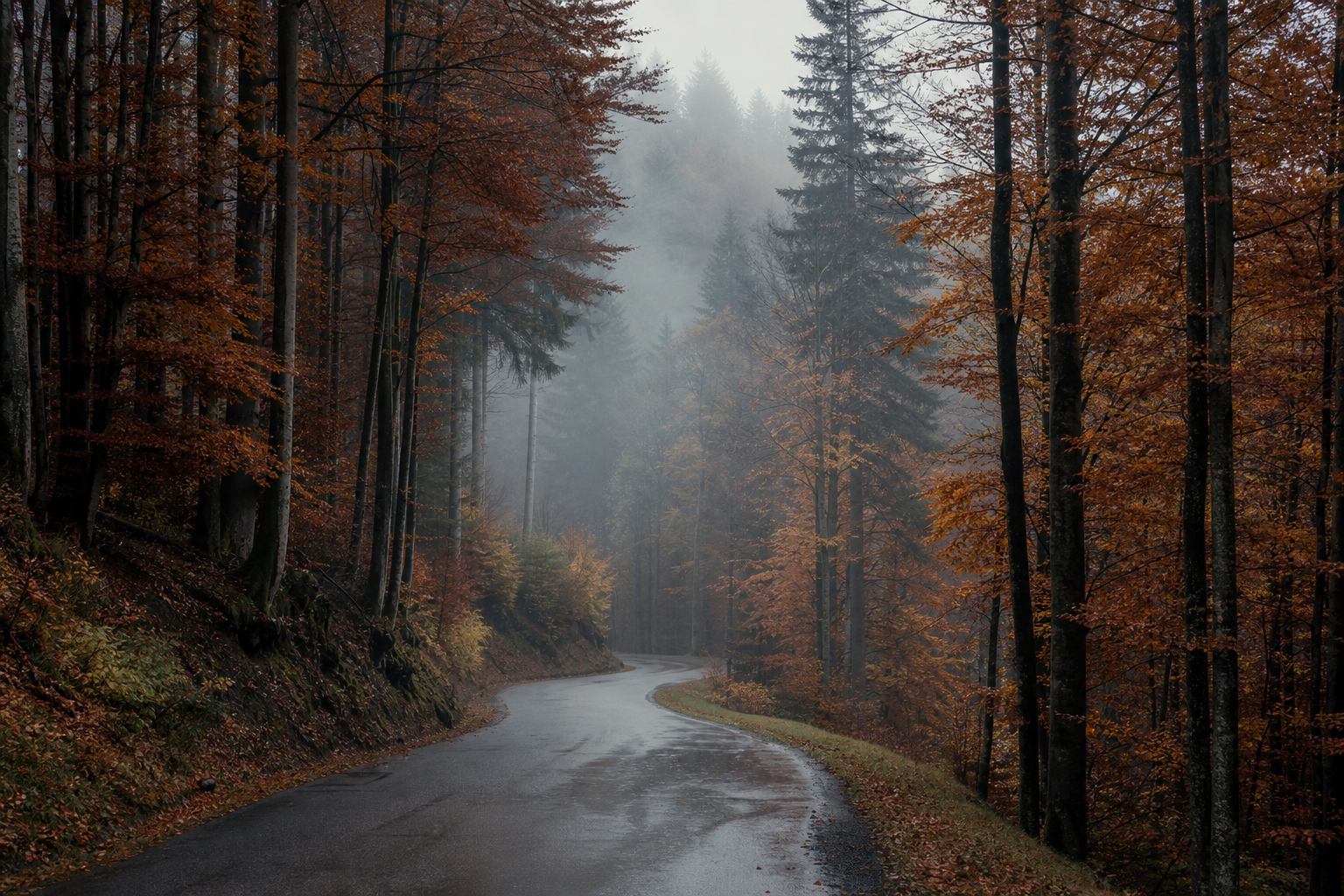 Herbstlicher Schwarzwald mit Nebel zwischen Tannen